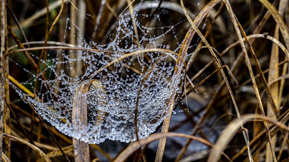 Spiders web covered in water droplets